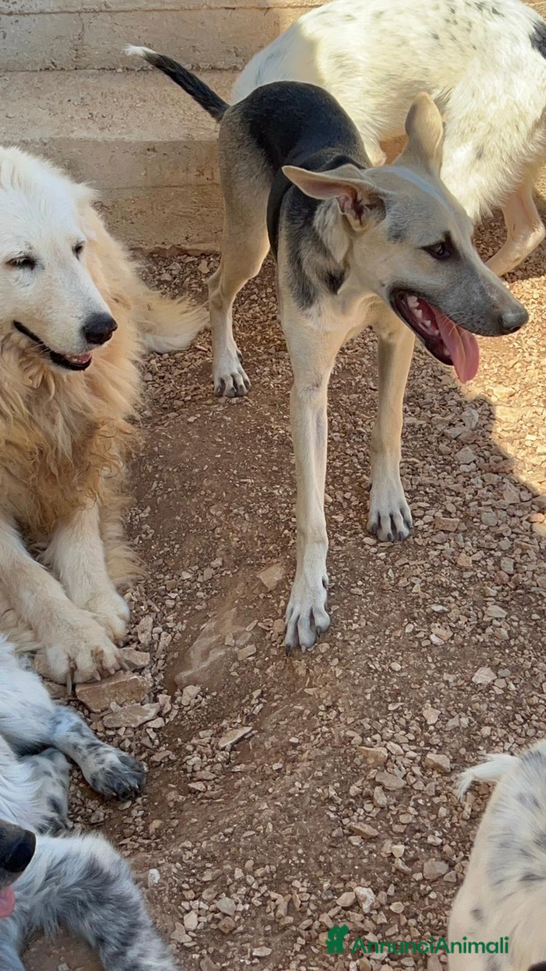 Meticcio cani in regalo: 3cuccioli di 6mesi NESSUNA RICHIESTA X LORO.BARI - Annuncio 4