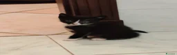 Meticcio gatti in regalo: Margot e Lupin, 2 mesi, mici cercano casa  - Annuncio 11