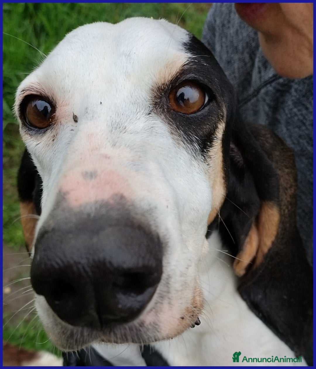 Segugio cani in regalo: MOIRA SPLENDIDA SEGUGIA 7 ANNI, VAGAVA RANDAGIA AF a Città metropolitana di Milano - Annuncio 4