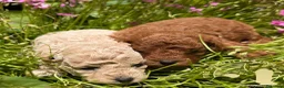 Barboncino Toy cani in vendita: Barboncino Toy – TreQuartidiLuna - Annuncio 3