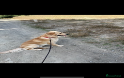 Golden Retriever cani in vendita: Golden retraiver a Città metropolitana di Roma Capitale - Immagine 3