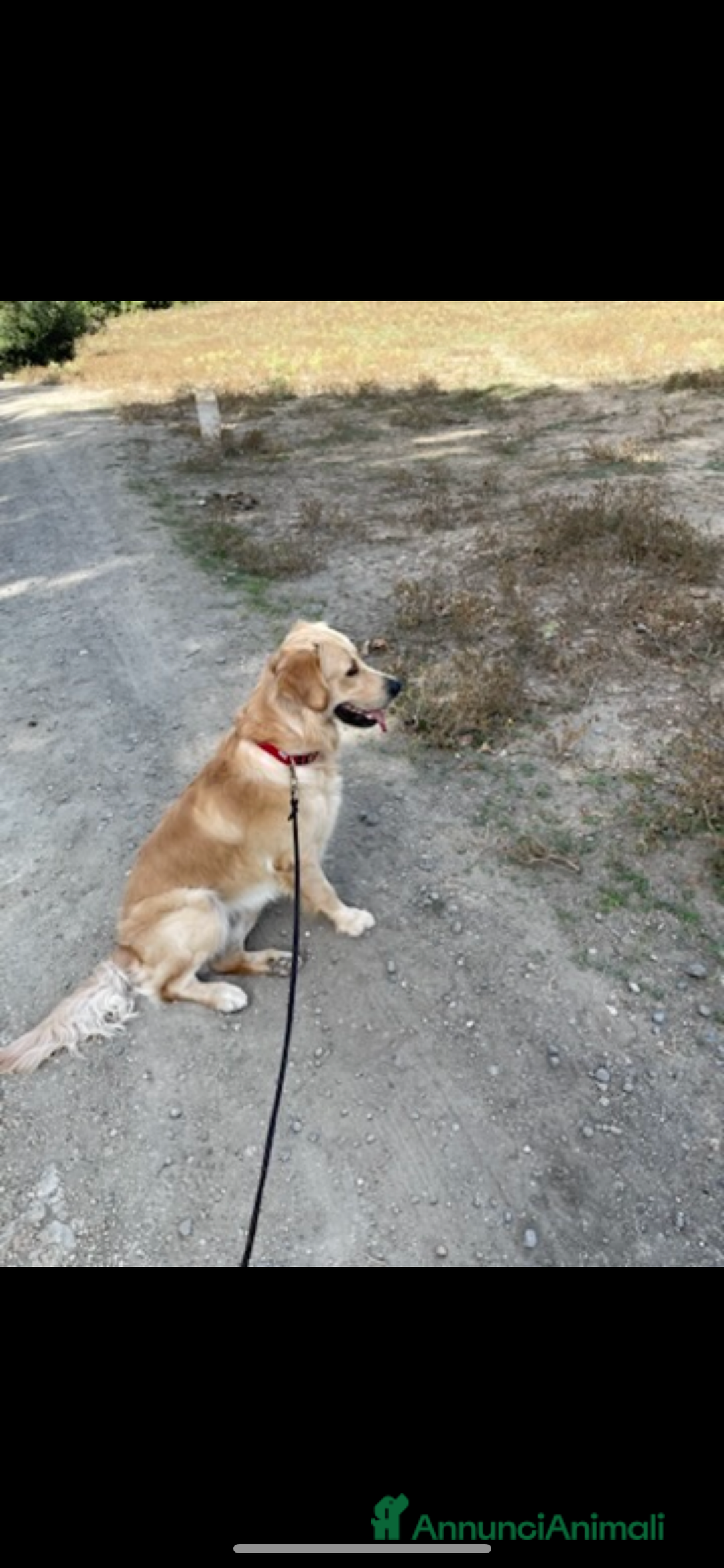 Golden Retriever cani in vendita: Golden retraiver a Città metropolitana di Roma Capitale - Immagine 3