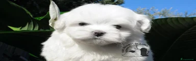 Maltese 2