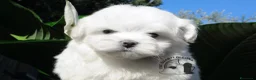 Maltese cani in vendita: Maltese Trequartidiluna - Annuncio 3