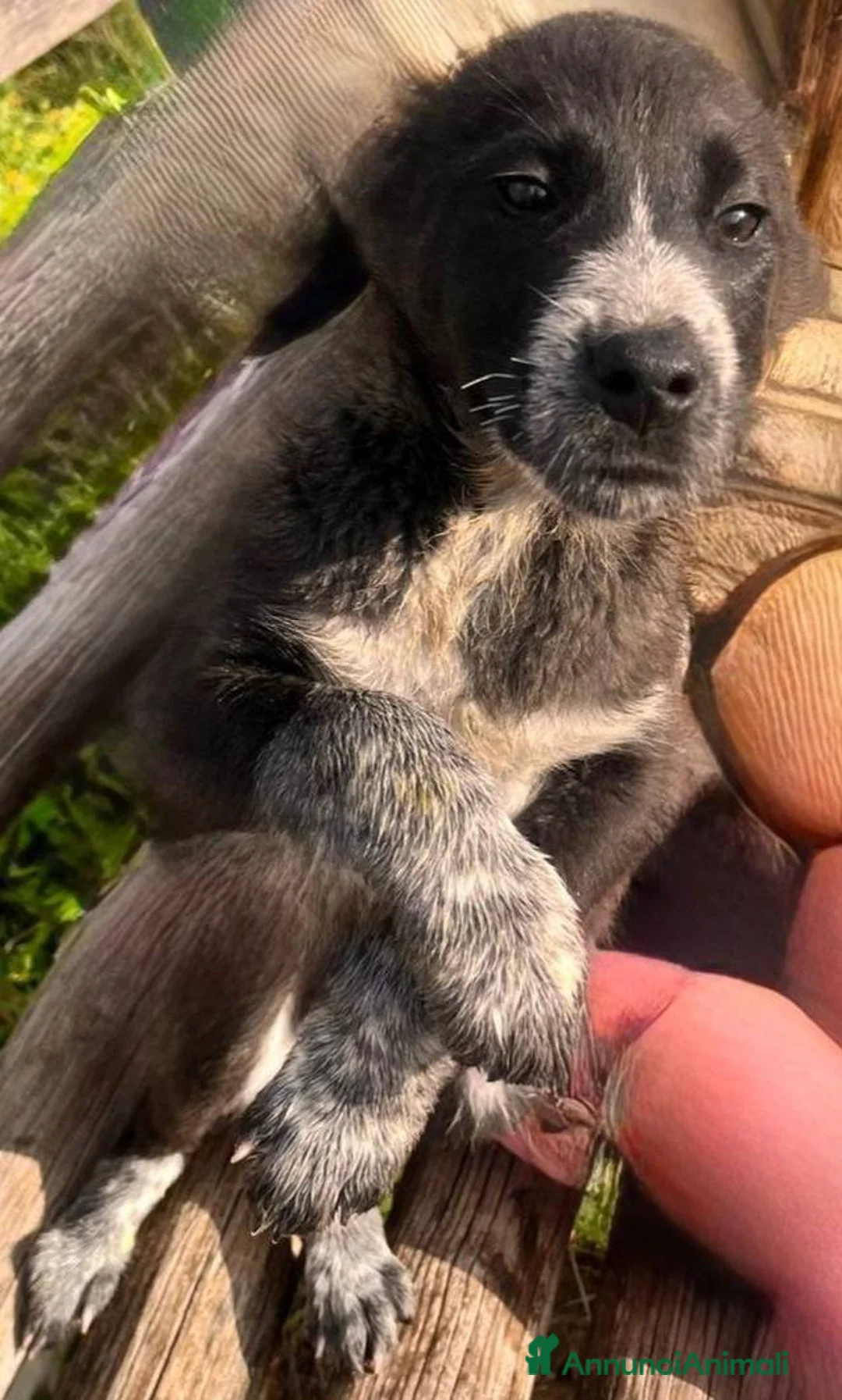 Meticcio cani in regalo: Cuccioli irresistibili in adozione - Annuncio 19