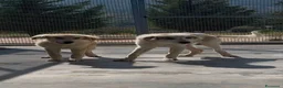 Meticcio cani in regalo: ROCKY E KAI - Annuncio 3