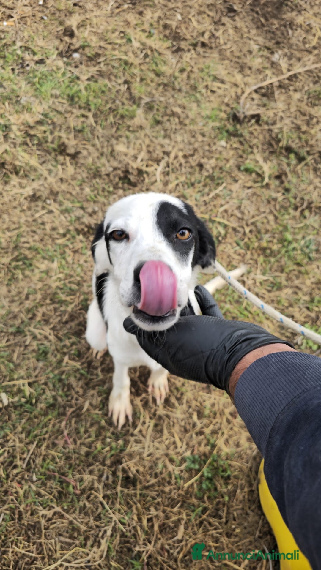 Altre razze cani in regalo: maria beatrice vito - Annuncio 2