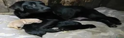 Labrador cani in vendita: Cuccioli di labrador  - Annuncio 2