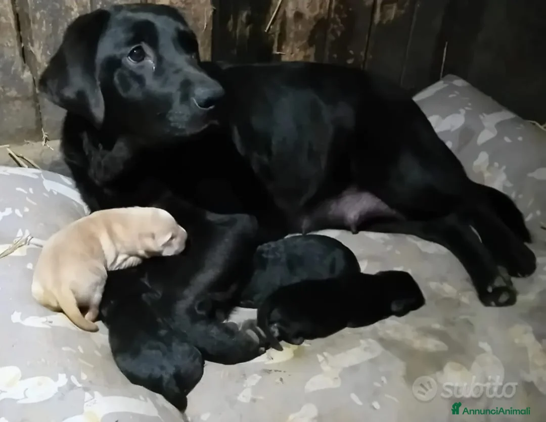 Labrador cani in vendita: Cuccioli di labrador  - Annuncio 2