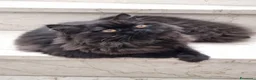 Scottish gatti in vendita: Scottish straight Longhair con Pedigree  - Annuncio 4