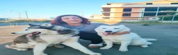 Husky cani in vendita: Cuccioli di siberian Husky  a Provincia di Caserta - Annuncio 3