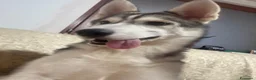 Husky cani in vendita: Husky a Città Metropolitana di Torino - Annuncio 1