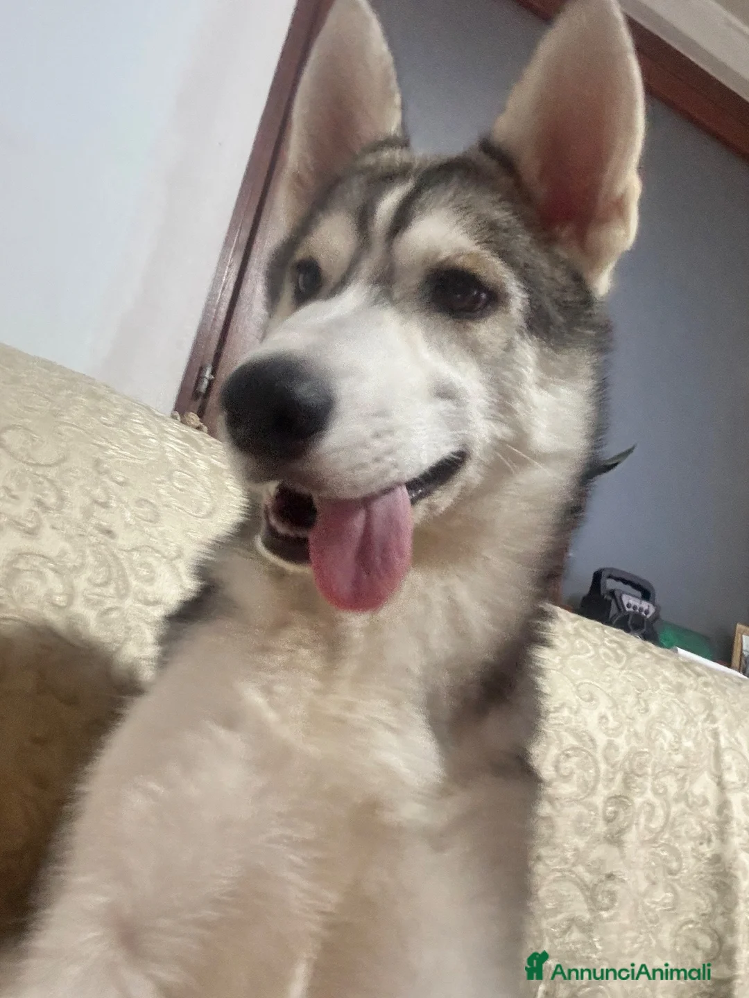 Husky cani in vendita: Husky a Città Metropolitana di Torino - Annuncio 1