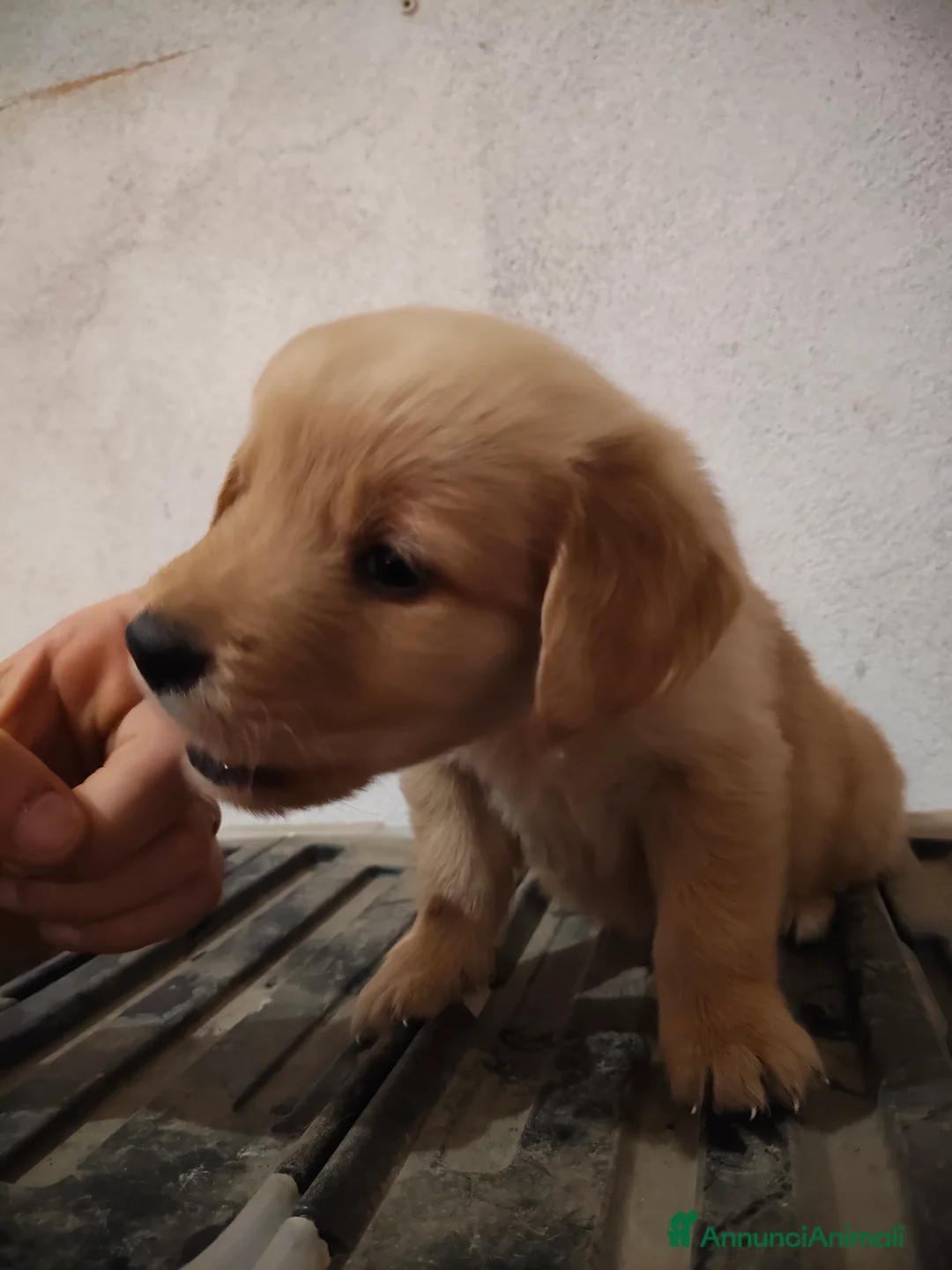 Golden Retriever cani in vendita: Vendesi ultimo cucciolo di Golden retriever  - Annuncio 6
