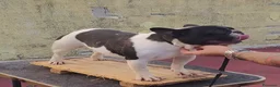 Bulldog Francese cani in vendita: Cuccioli di Bulldog Francese - Annuncio 3