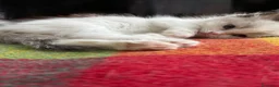 Ragdoll gatti in vendita: Ragdoll - Annuncio 9