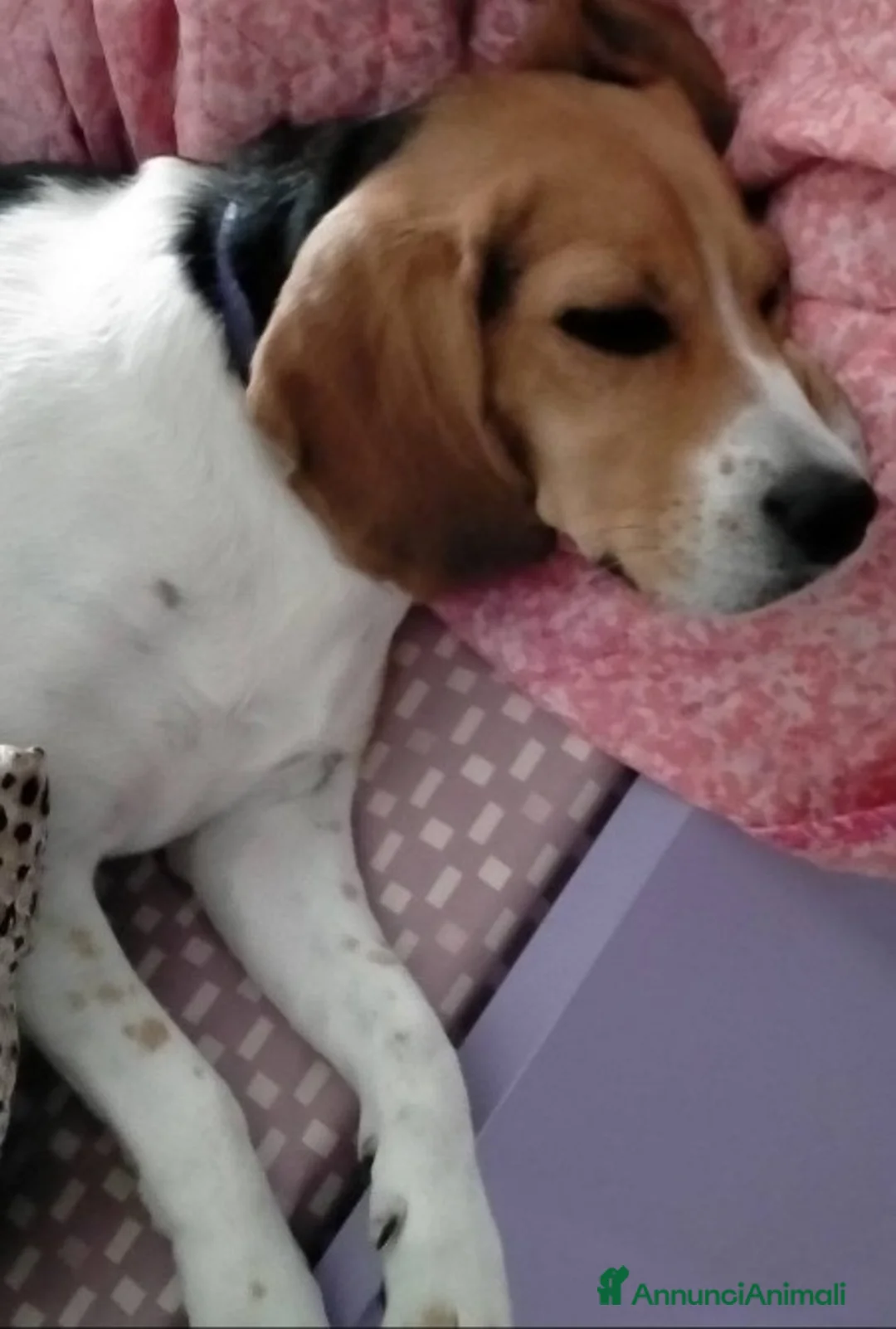 Beagle cani in regalo: Beagle femmina 7anni figlio malato SOS CASA CAMPAN a Città metropolitana di Milano - Annuncio 3