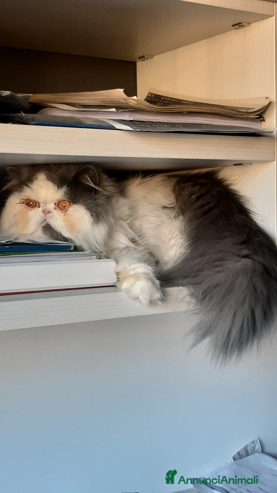 Persiano gatti per accoppiamento: Dolcissima persiana arlecchino blue/white a Provincia autonoma di Trento - Annuncio 18