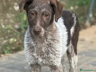 Meticcio cani in regalo: Nuccia - Annuncio 1