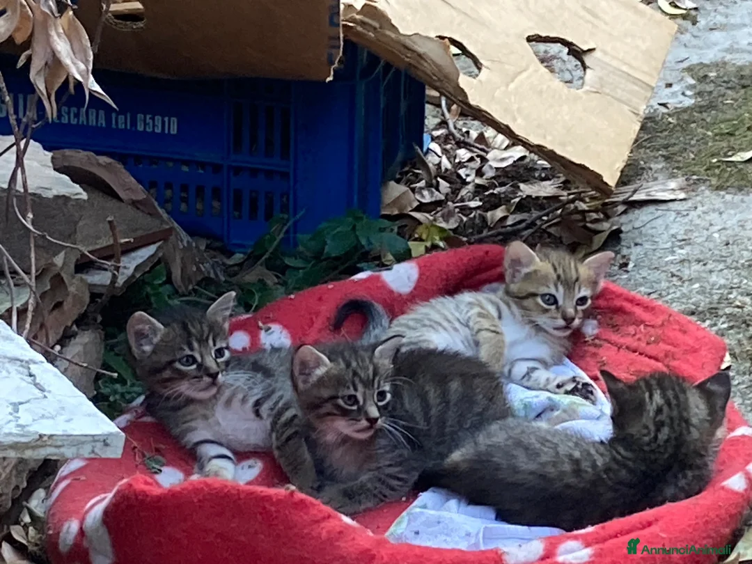 Meticcio gatti in regalo: 4 bellissimi micetti di circa due mesi  - Annuncio 10
