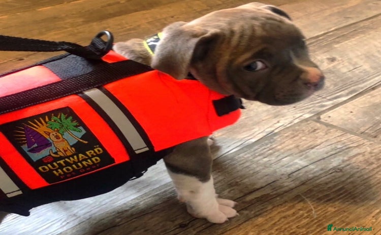 Pitbull cani a Provincia di Prato - Annuncio 3