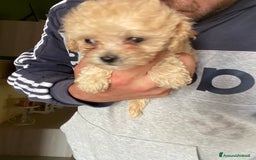 Maltese cani in vendita: Maltipoo a Provincia di Latina - Immagine 23