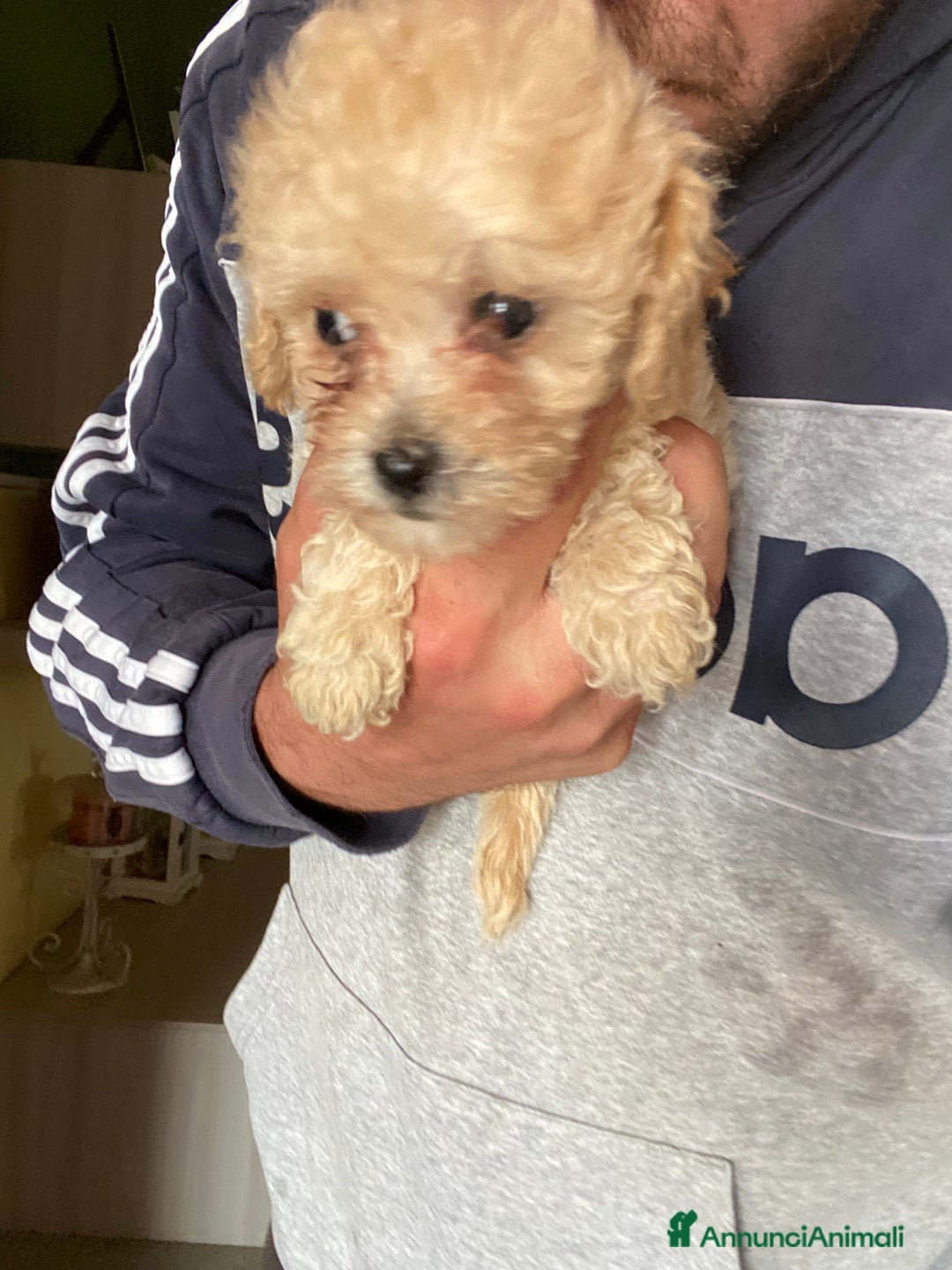 Maltese cani in vendita: Maltipoo a Provincia di Latina - Immagine 23