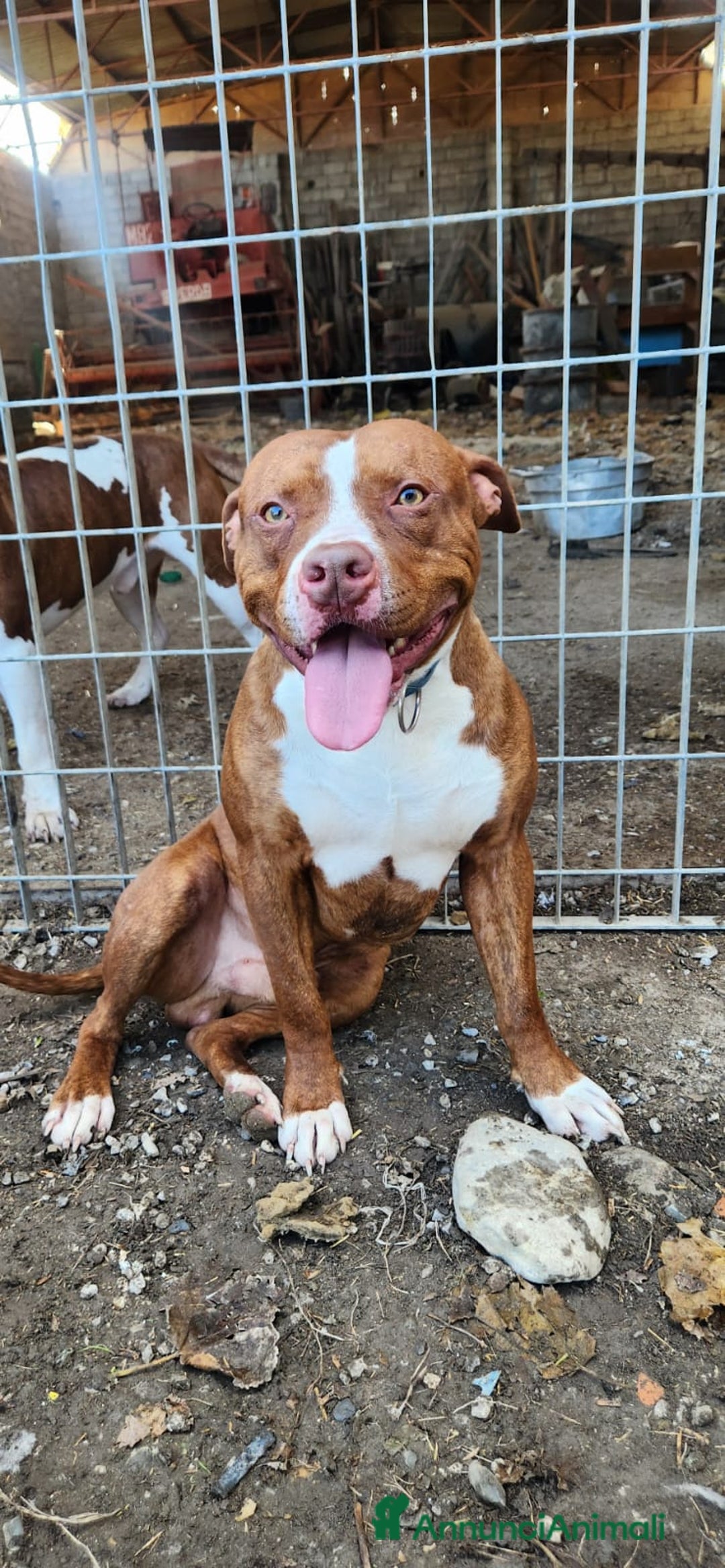 Pitbull cani in regalo: Pitbull splendido(e sorella)18mesi SOS URGENTE.SUD - Annuncio 7