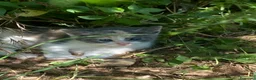 Altre razze gatti in regalo: Gatti - Annuncio 3