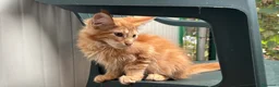 Maine Coon gatti in vendita: Maschietto rosso di maine coon - Annuncio 7