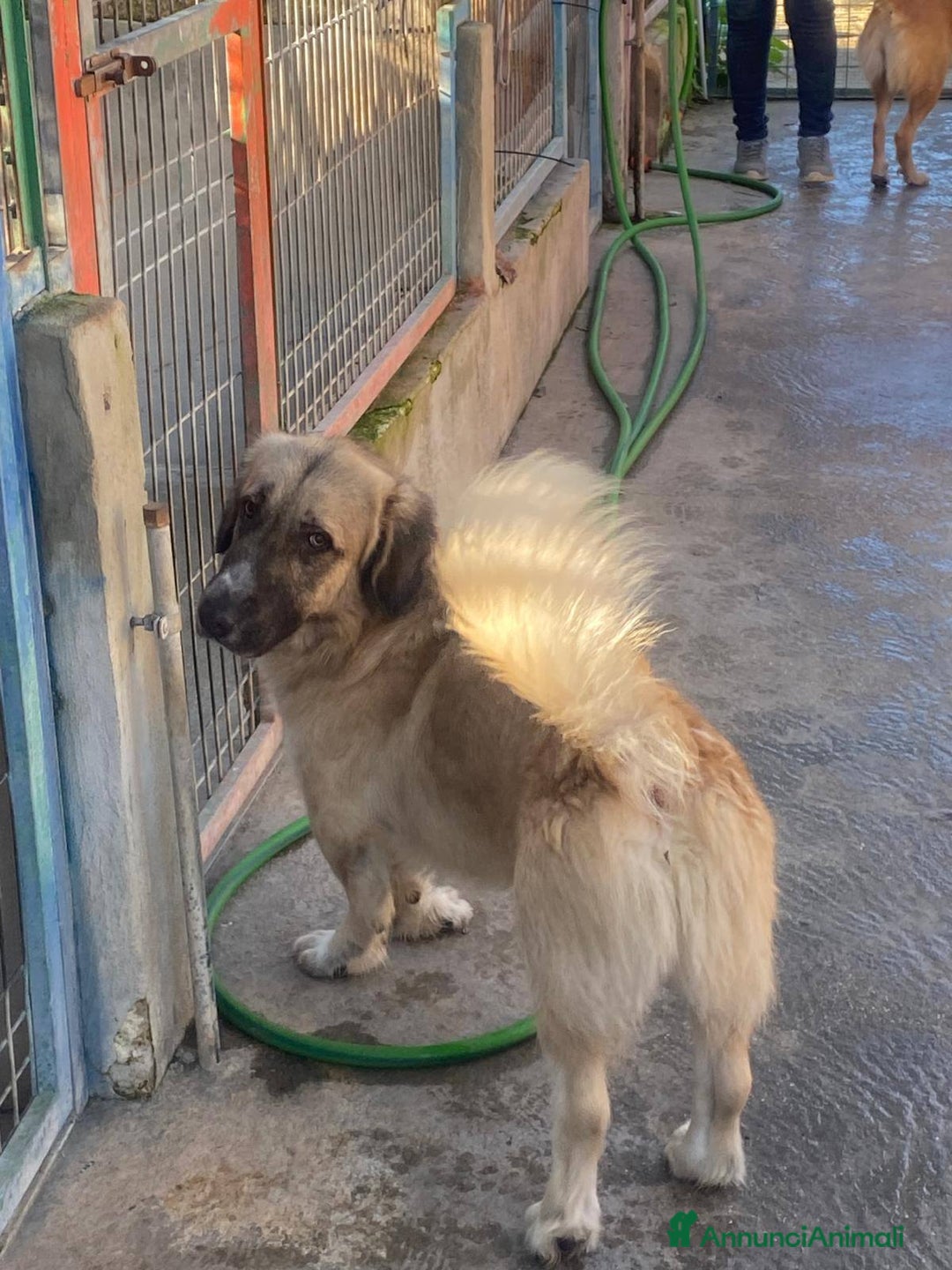 Meticcio cani in regalo: Ciaky zampe corte e cuore grande - Annuncio 16