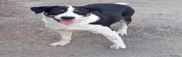 Meticcio cani in regalo: DOLCE CUCCIOLA LYN - Annuncio 2