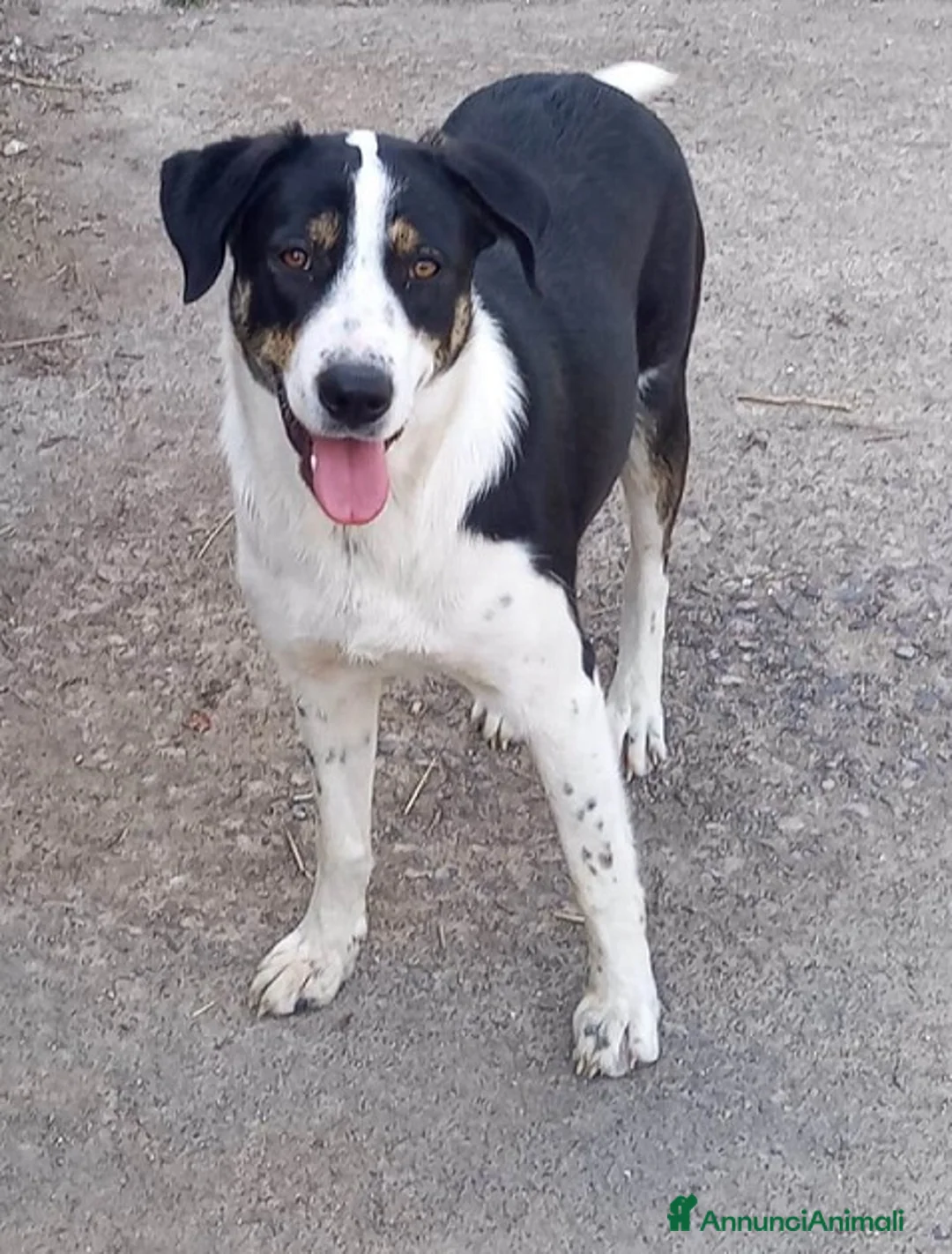 Meticcio cani in regalo: DOLCE CUCCIOLA LYN - Annuncio 2
