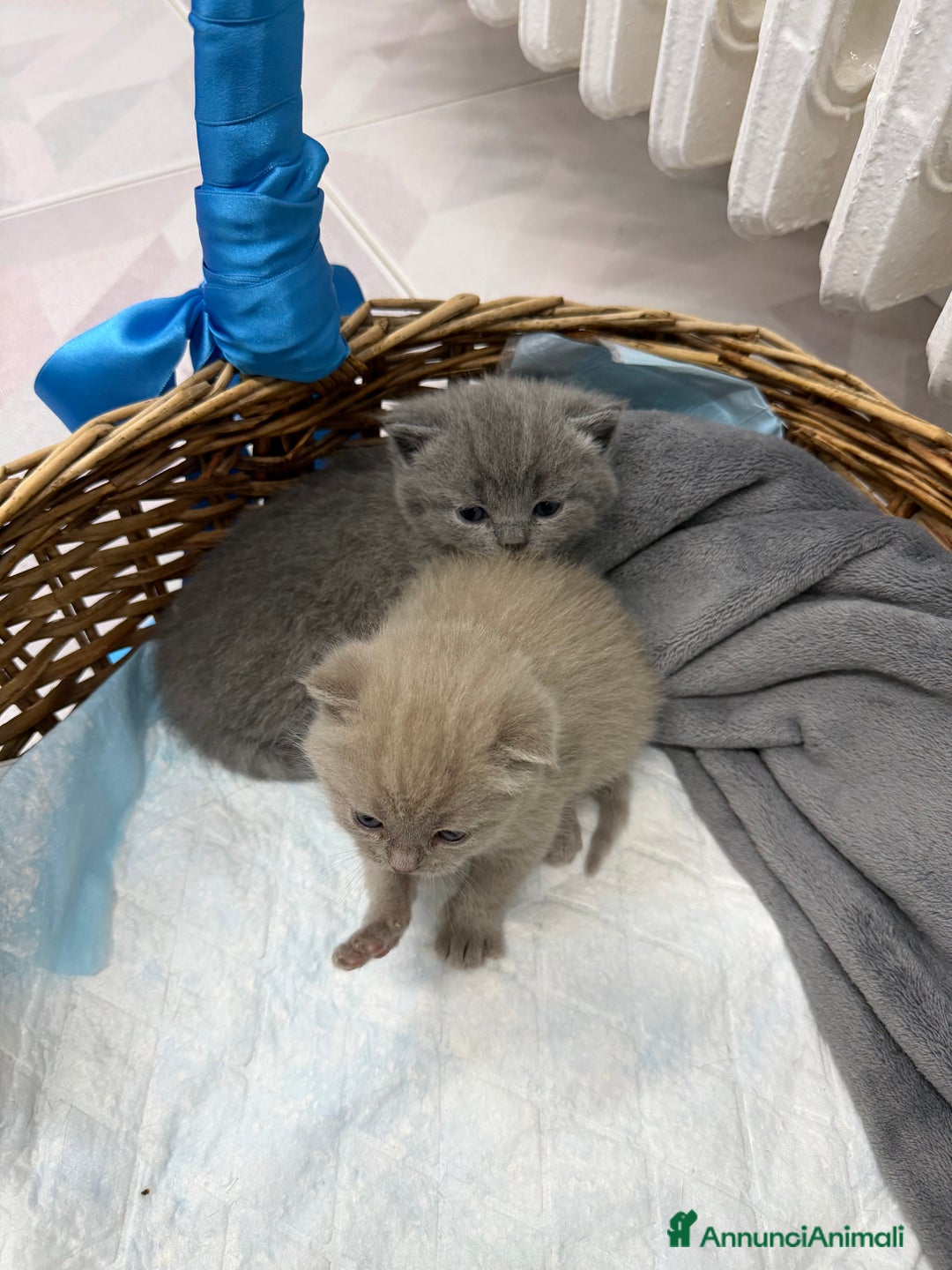 Scottish gatti in vendita: Scottish fold e Straight lilac e blue - Annuncio 7