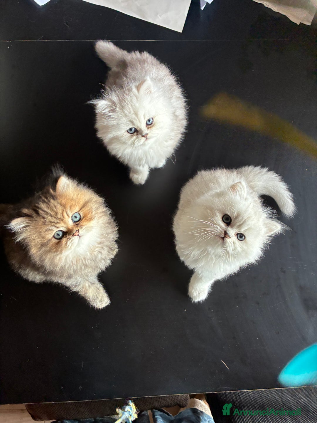 Persiano gatti in vendita: Persiano chincilla  - Annuncio 1