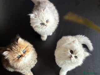 Persiano gatti Persiano chincilla - Annuncio 1