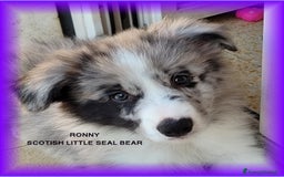 Border Collie cani in vendita: CUCCIOLO SEAL MERLE TRICOLOR BORDER COLLIE a Città metropolitana di Roma Capitale - Immagine 3