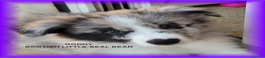 RONNY - SCOTISH LITTLE SEAL BEAR