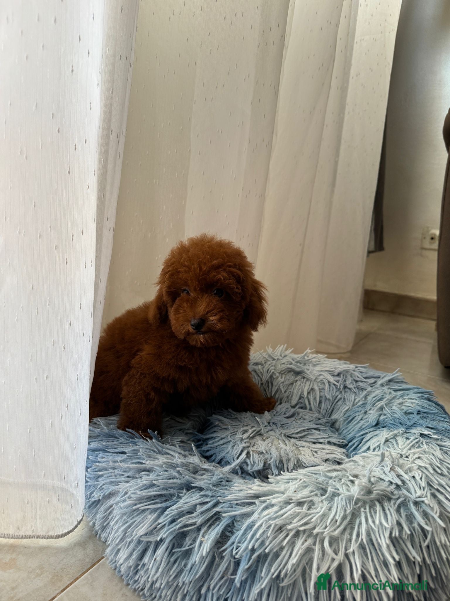 Barboncino Toy cani Maschietto barboncino Toy red - Annuncio 3