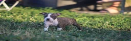 Pitbull cani in vendita: Cuccioli Pit Bull con pedigree anche a rate - Annuncio 39