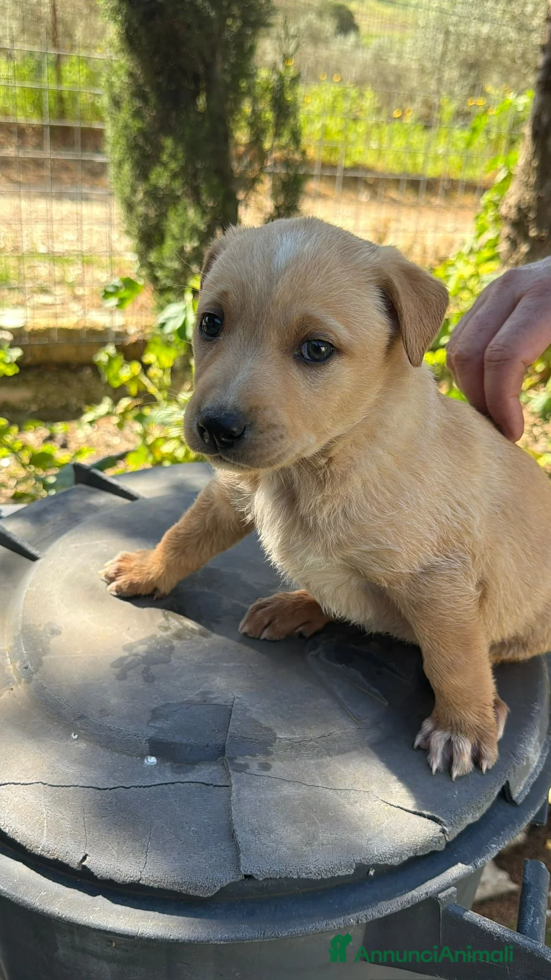 Meticcio cani in regalo: CUCCIOLI ABBANDONATI: URGENTE! a Città Metropolitana di Torino - Annuncio 2