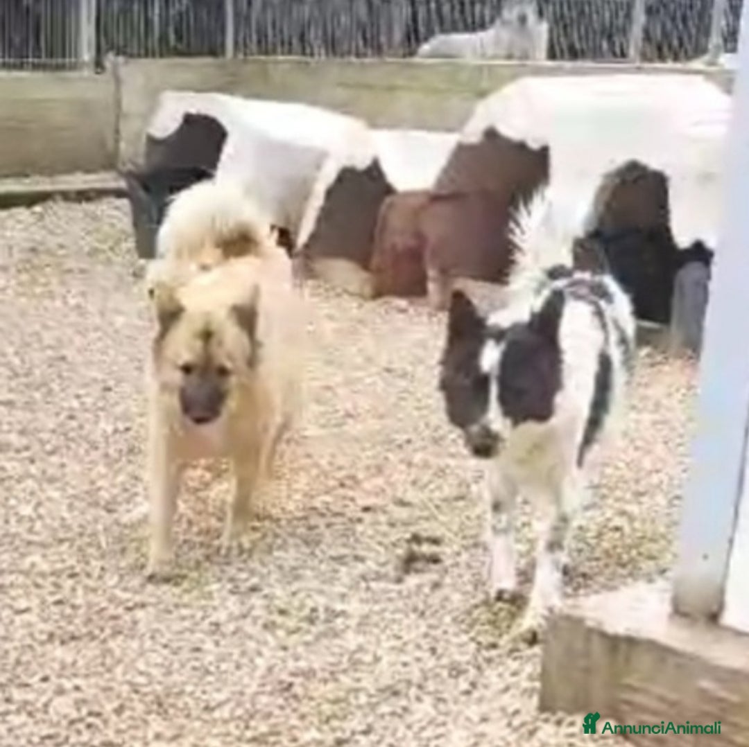 Meticcio cani in regalo: Brando/Ennio 3anni da cuccioli in box Prov.BARI a Città metropolitana di Milano - Annuncio 4