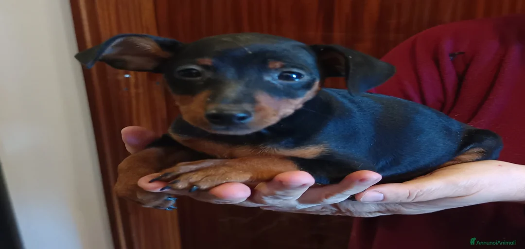 Immagine della galleria {{count}}