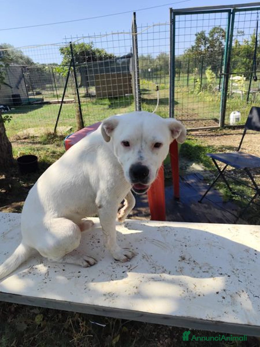 Meticcio cani in regalo: SIMBA simil Staffordshire Bull Terrier - Annuncio 5