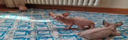 Sphynx gatti in vendita: Cuccioli Canadian Sphynx  - Annuncio 10