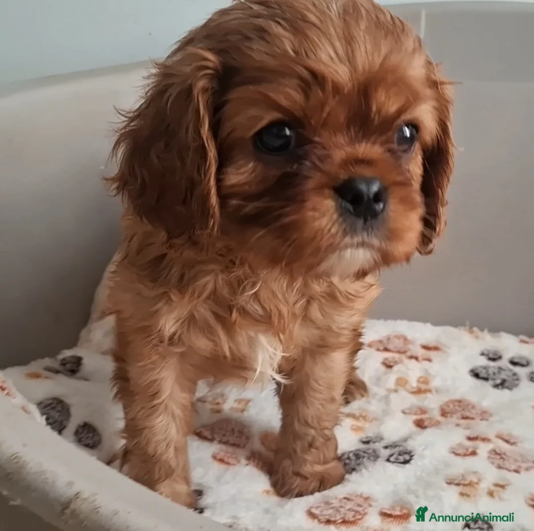 Cavalier King cani in vendita: Cuccioli di Cavalier king ruby - Annuncio 16