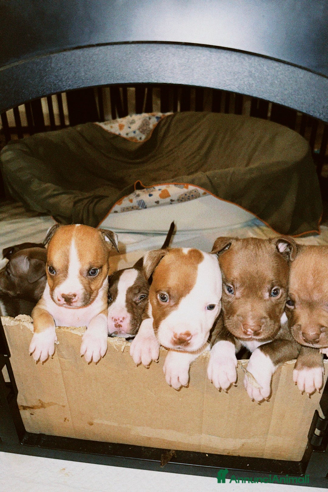 Pitbull cani in vendita: American Pitbull terrier rednose - Annuncio 7