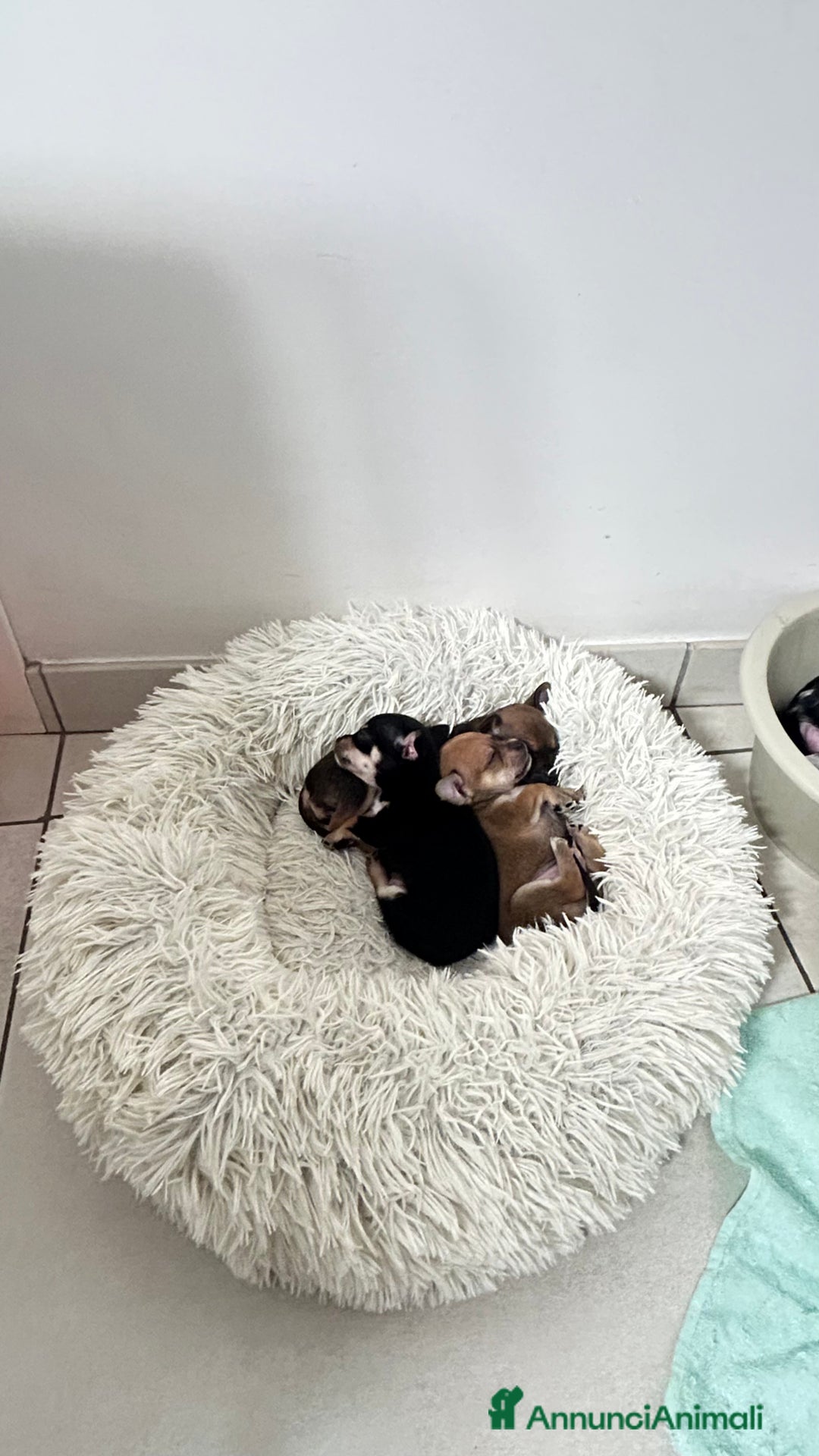 Chihuahua cani in vendita: Cuccioli di chihuahua - Annuncio 5