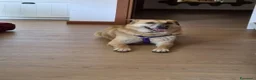 Meticcio cani in regalo: Raja, un'equilibrata meticcia di circa 5 anni - Annuncio 7