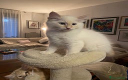 Siberiano gatti in vendita: Gatto siberiano anallergico con pedigree  a Ente di decentramento regionale di Udine - Immagine 1